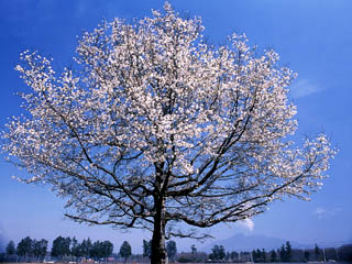 ���֥��餯